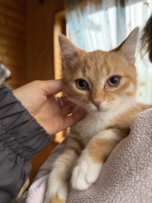 Кошенята в люблячу родину, Чернівці, подаруємо