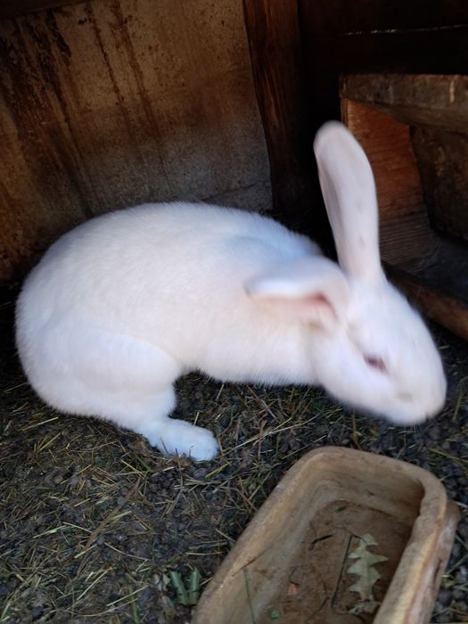 Kroliki.               .