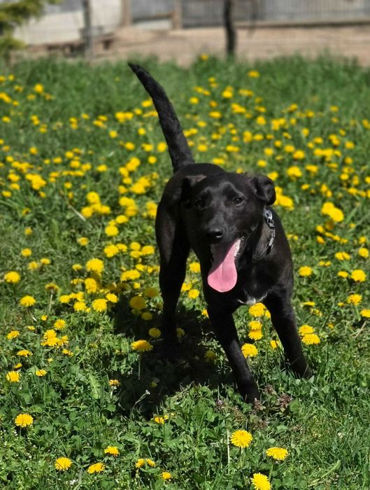 Labrador mix Grzybek -szuka domu schronisko Zgierz -akltualne