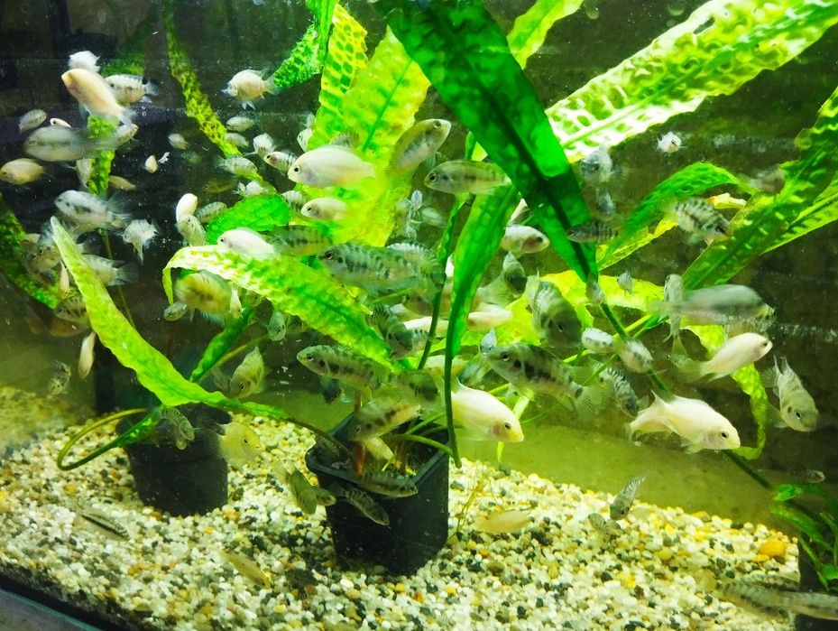 Pielęgnice zebry i albinosy