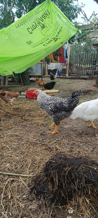 Продам живих півників