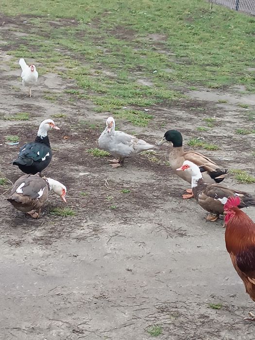 Kaczki kolorowe 5szt.