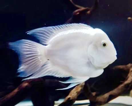 Цитрон Лабеатум Цихлазомы Хорны Попугаи