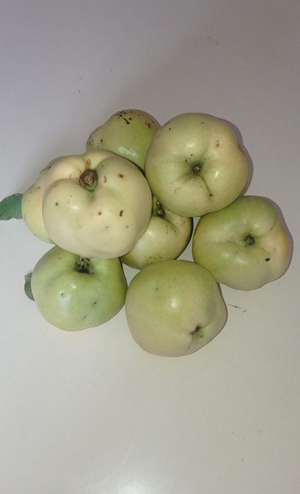 Vendo Marmelos em quantidade