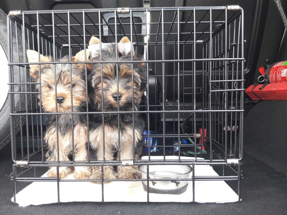 Transport, przewóz zwierząt domowych, psy, koty i inne.