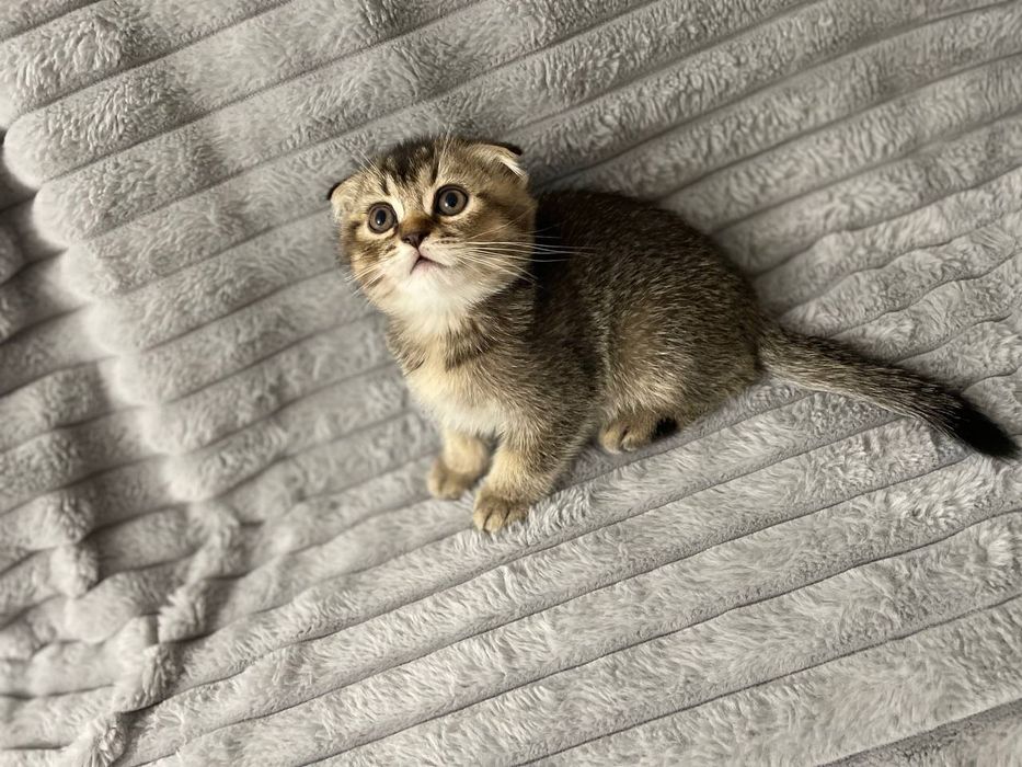 Шотландська золота шиншила