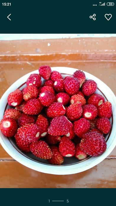 Продам саджанці суниці садової розмноження вусиками.