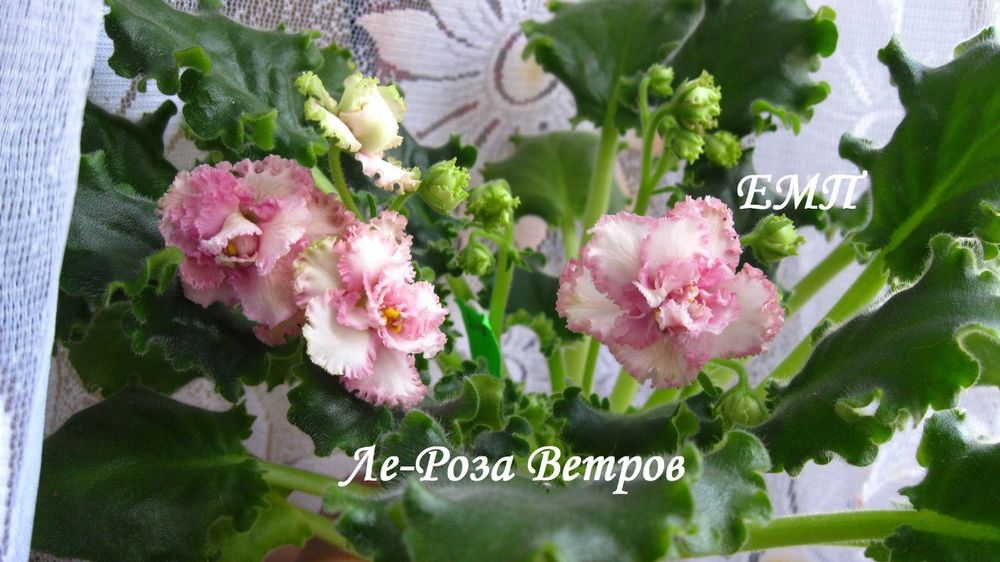 Набор деток сортовых фиалок