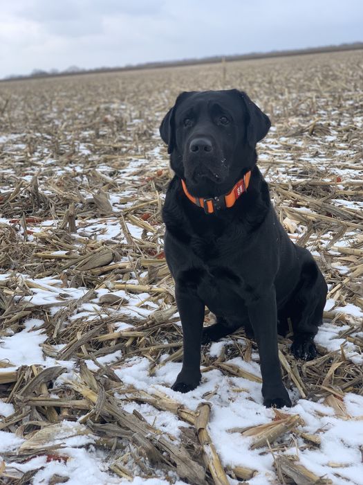 Кобель лабрадора ретривера для вʼязки