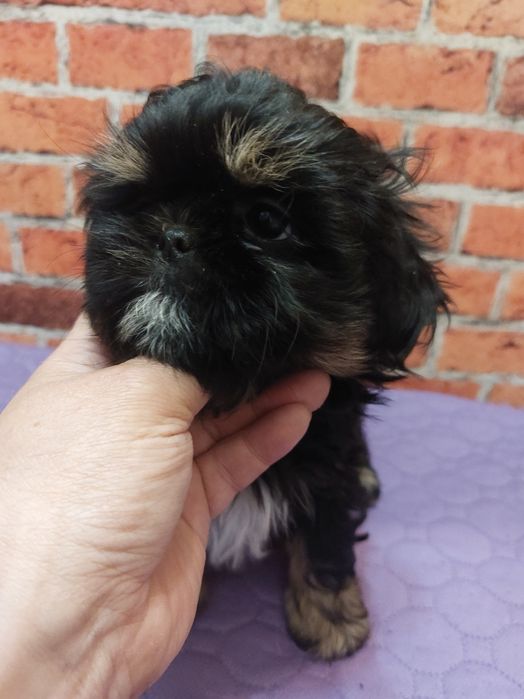 Shih-tzu chlopak
