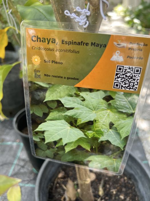 Plantas medicinais