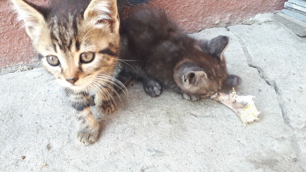 Віддам котиків в добрі руки