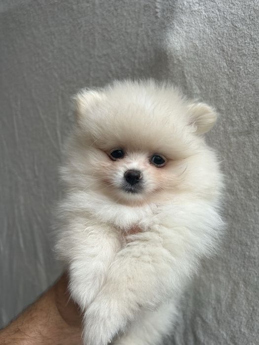 KOKOS szpic miniaturowy pomeranian samiec