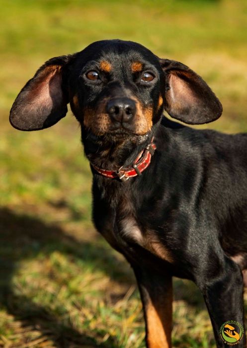 Malaga- piesek w typie psa gończego,tropiącego,łowczego do adopcji