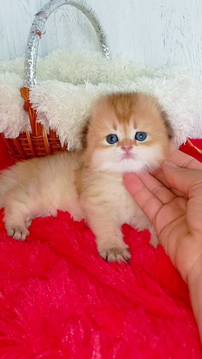 Идеальный вислоухий котик золотая шиншилла Хайленд