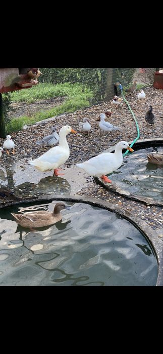 Patos de pequim jovens