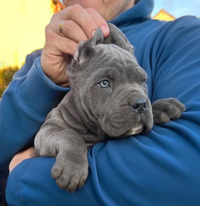 Cane Corso mocny pies
