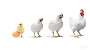 Якісне інкубаційне яйце кобб 500, рос 308