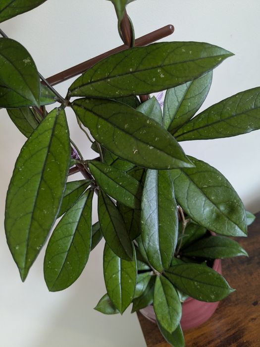 Hoya/ Hoja crassipetiolata