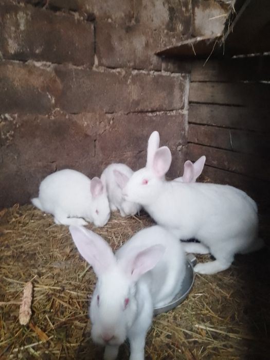 Продам кролики термонці самці та самочки.