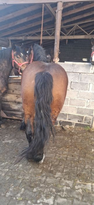 Klacz zimnokrwista lysa