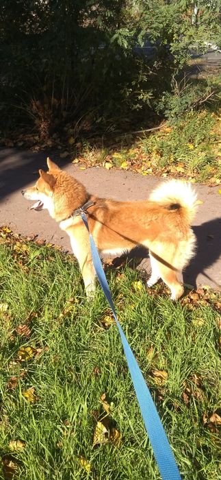 Продам Акита-Ину подрощенный щенок