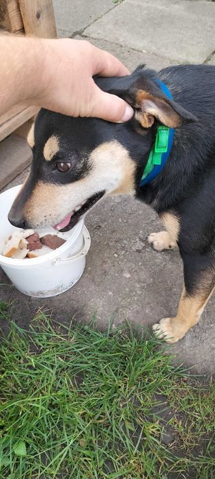 Oddam psa w dobre rece