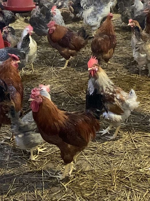 Опт та роздріб яйця для інкубації м'ясо-яєчні породи курей