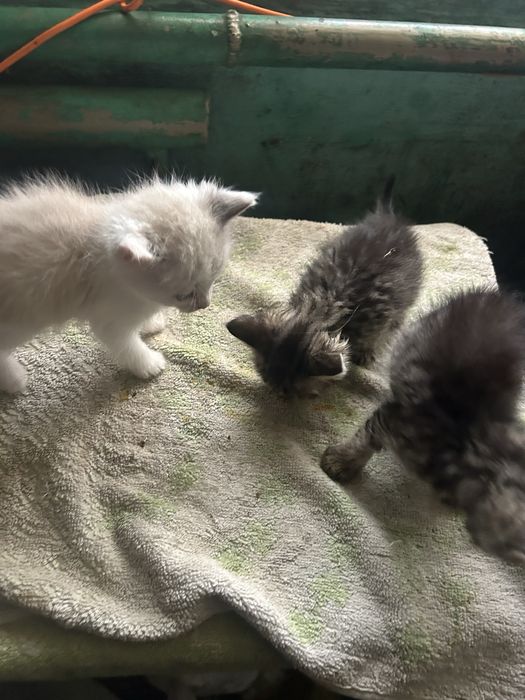 Котята, 2 місяця Віддам в добрі руки