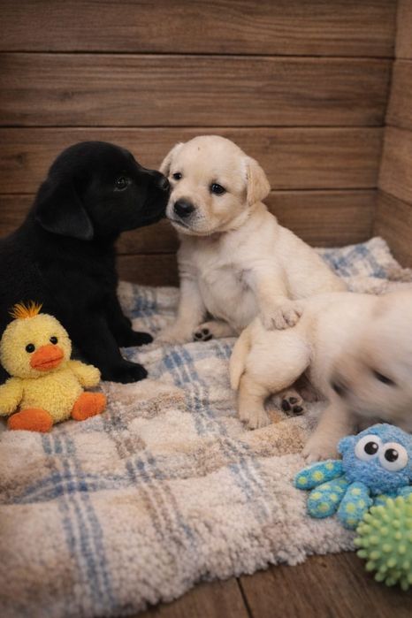 Цуценята лабрадора