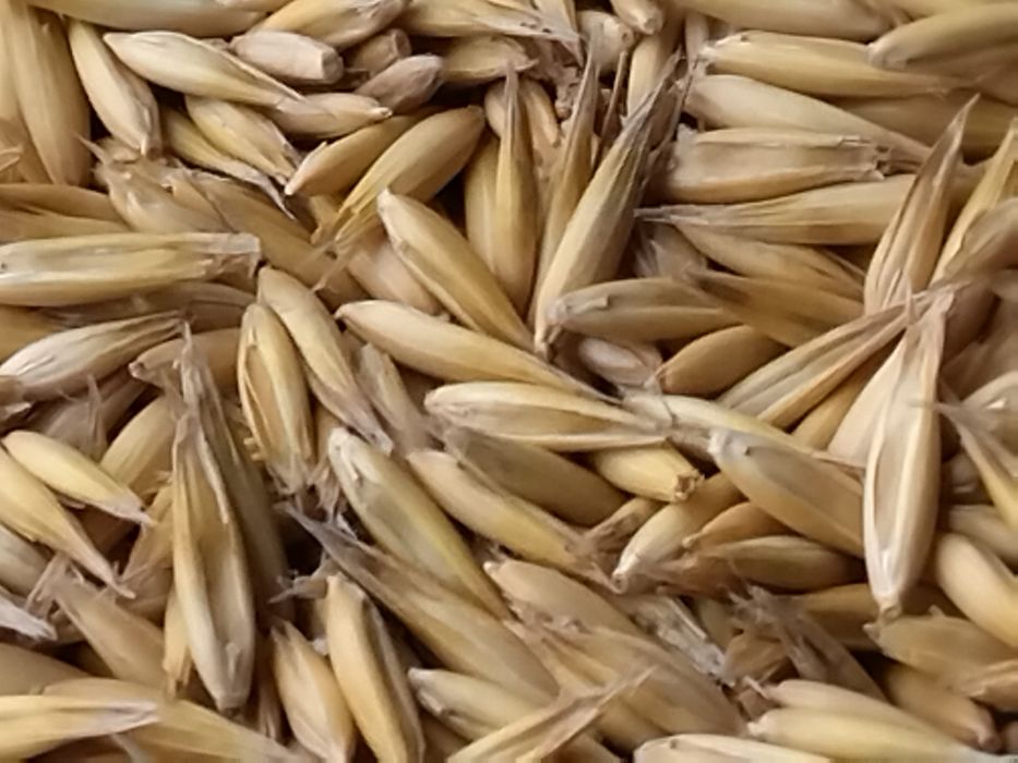 Owies 25 t worki luz transport