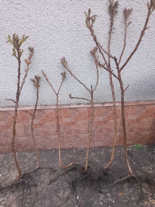 Уксусное дерево, Сумах