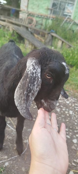 Козенята  Англонубійці (АН) %