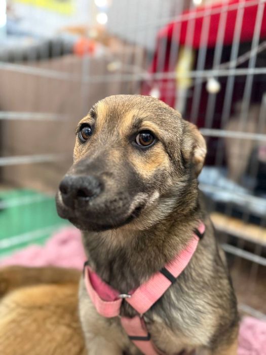 Цуценята дівчата шукають родини 6 міс