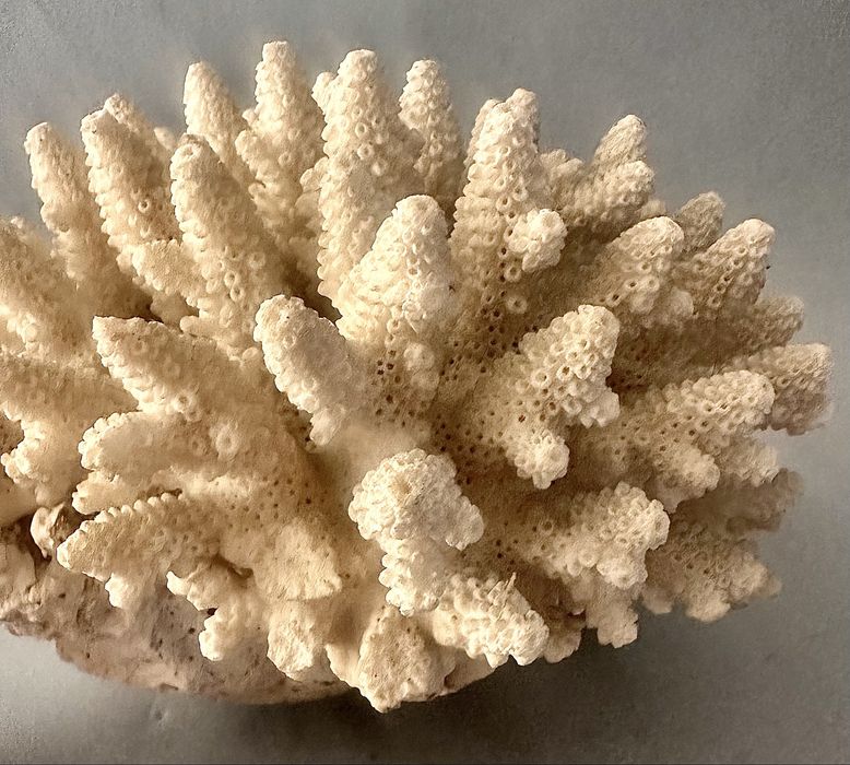 Coral antigo  Acropora Humilis .