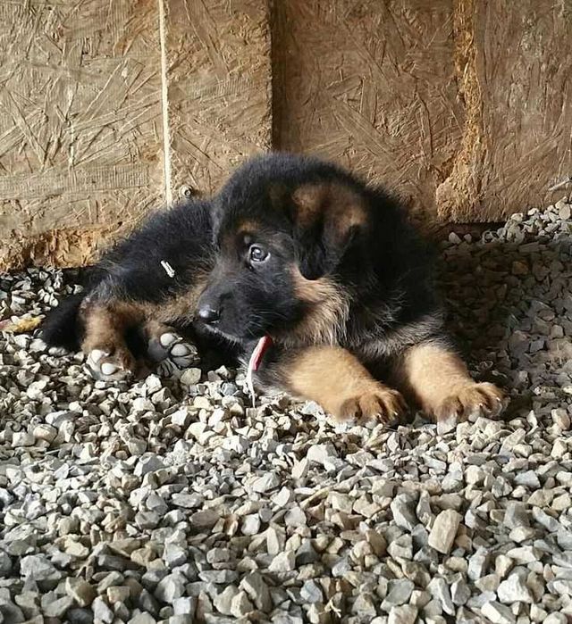 Німецька вівчарка, цуцики по 2 місяці