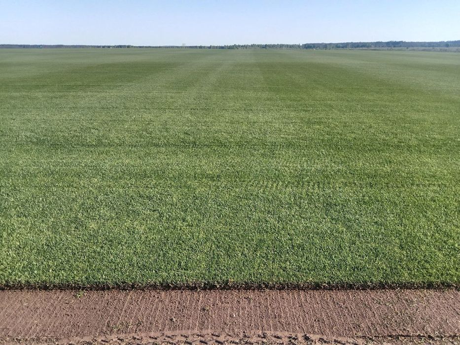 Рулонний газон.Доставка.Укладка.Озеленення.Автополив.