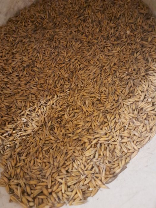 Sprzedam Owies Rambo