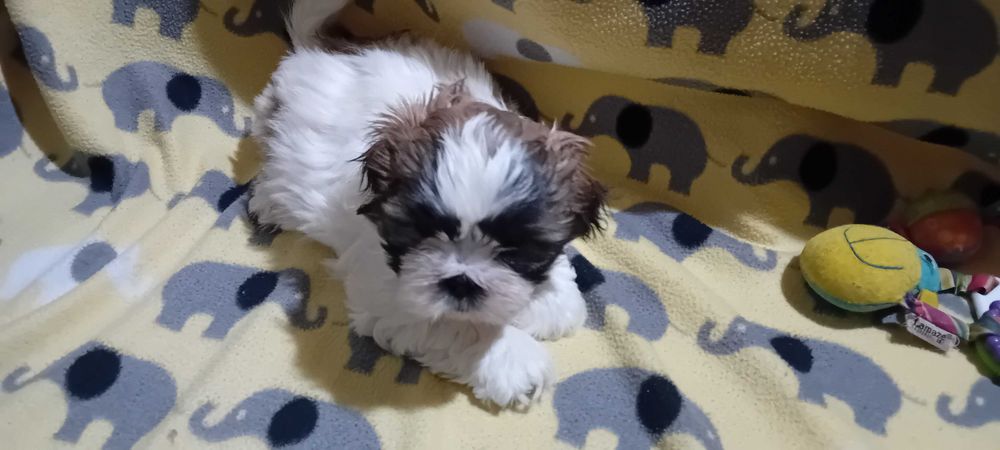 Piękny piesek Shih-tzu