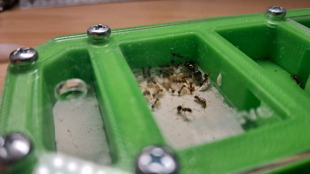 Продам семью Aphaenogaster subterranea 1/20