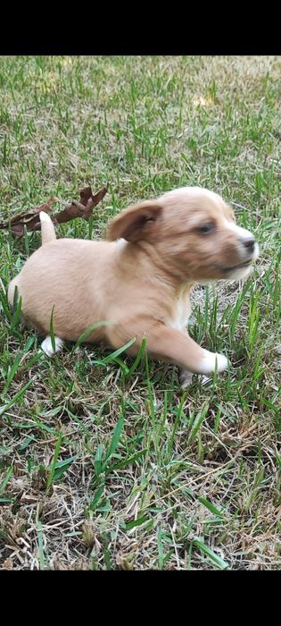 Cachorro para adoção responsável.