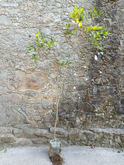 Plantas de Araçá amarelo com cerca de 2m