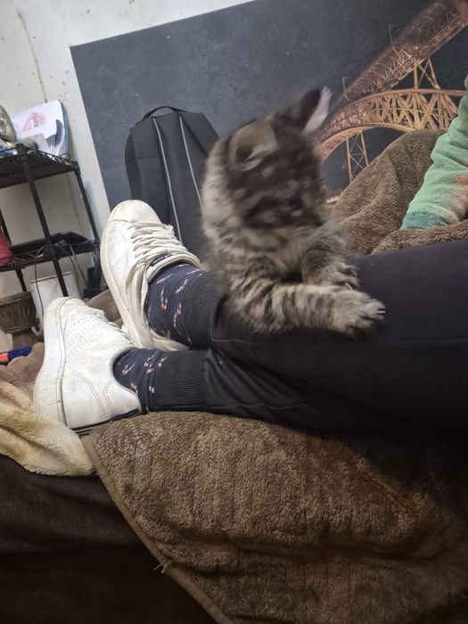 gatinho dos bosques