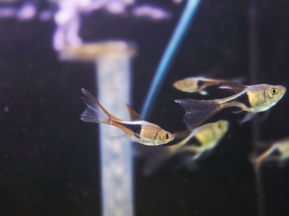Rozbora klinowa weloniasta
