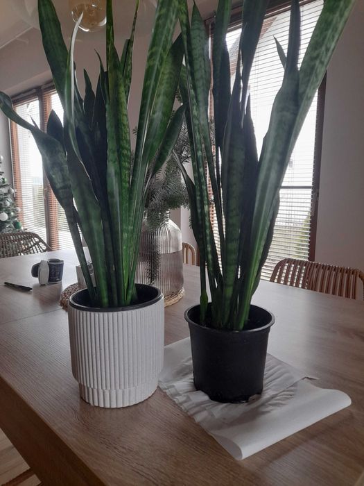 monstera, skrzydłokwiat sprzedam