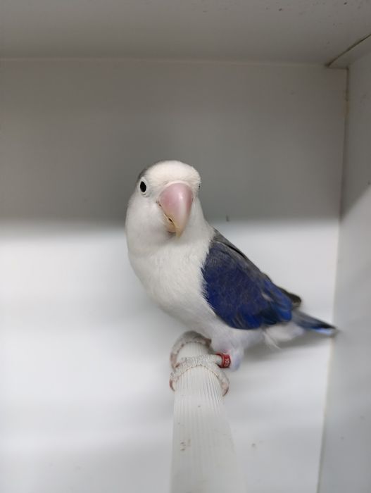 Agapórnis fischeris azul D Euwing macho