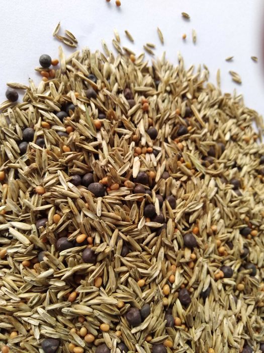 Mieszanka Gorzowska, mieszanka traw gorzowska wyka życica, koniczyna