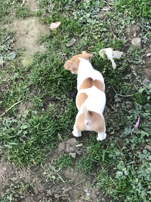 Дівчинка терьерчик