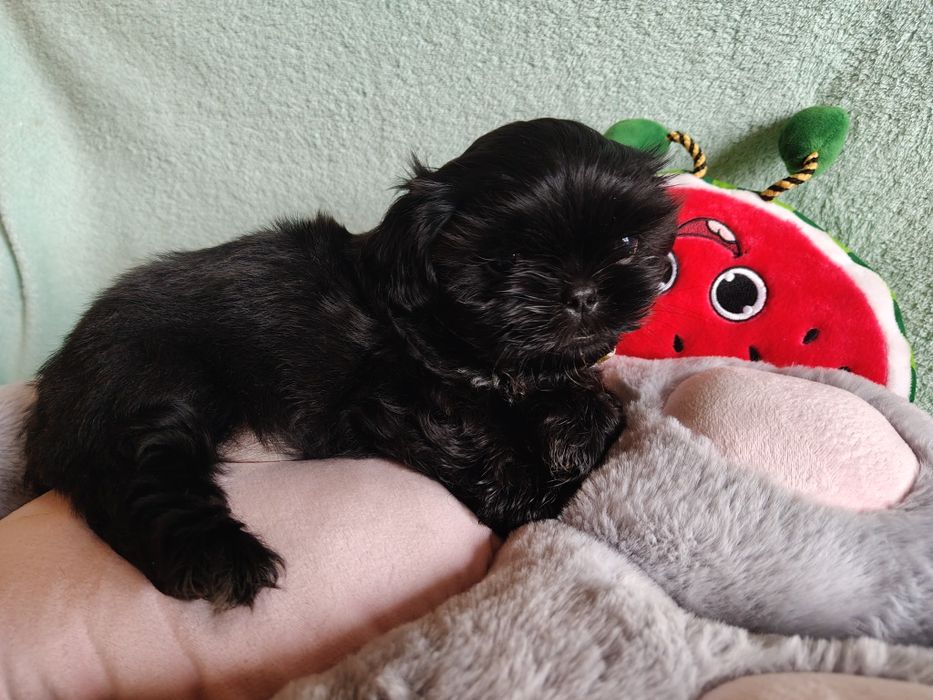 Czarny piesek shih tzu