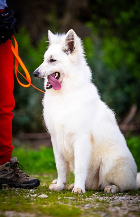 Pastor Suíço Branco – Já com Base de Obediência